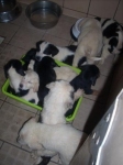 cucciolandia