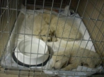 cuccioli
