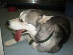 husky1