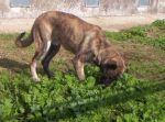 sonia_038