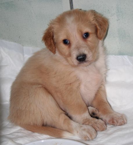CUCCIOLA_BEIGE_3183