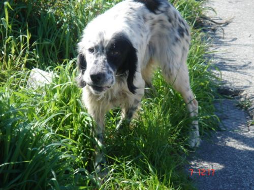 Setter_abb_maschio_1_anno_2