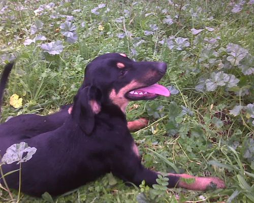 cagnolina