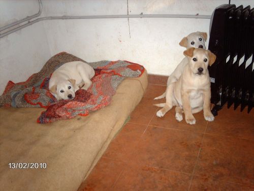 cuccioli_labrador_5702