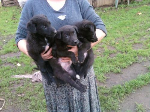 cuccioli_montagna5