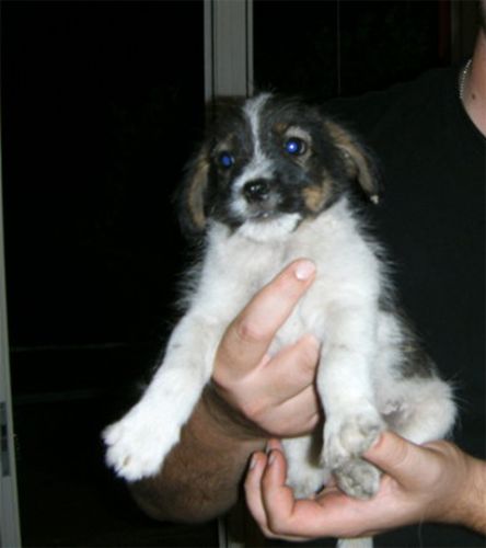 cucciolo1_copy