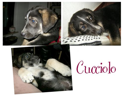 cucciolo3_copy