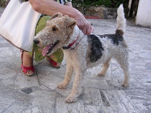 fox_terrier_1