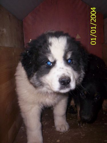 Cucciolissimi Org Cucciolissimi Hachiko Cucciolo Tg Mediogrande 3 Mesi Incrocio Husky Maremmanoki Adozioni Canili Roma