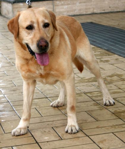 labrador_maschio