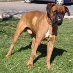 136-10_boxer