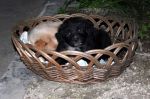 CUCCIOLA_NERA_3179