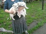 cuccioli_montagna2