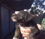 cuccioli_roma_3