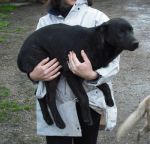 cucciolo_nero_in_braccio1