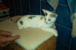 gattini_009