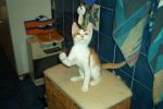gattini_011