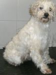 olimpiapulitina