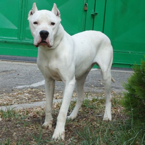 2270-08_dogo-argentino