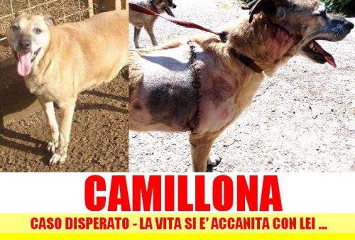 Camillona_Pomezia