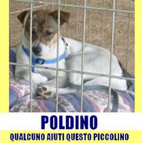 POLDINO_APPELLO