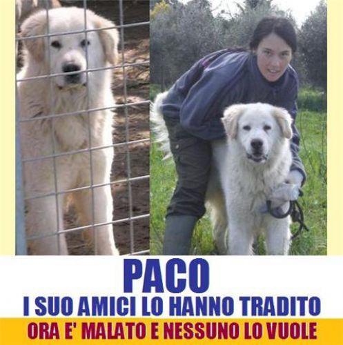 Paco_pomezia