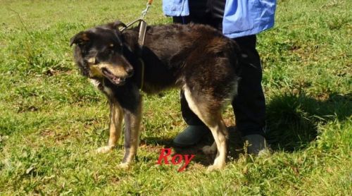 Roy_rec_associazione_lato_sanitario