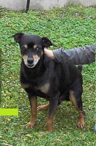 Smarrito_pinscher_cieco_copy