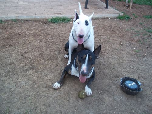 bull_terrier1