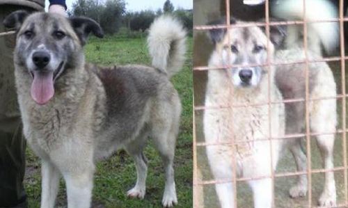 charly_rec_8__appello_2011