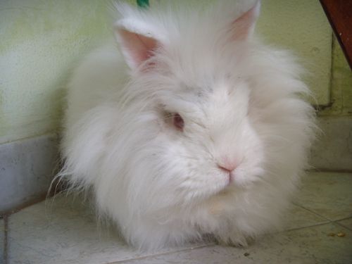 coniglio_angora