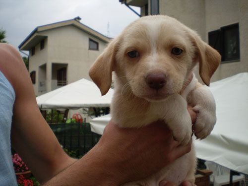 cuccioli_isernia