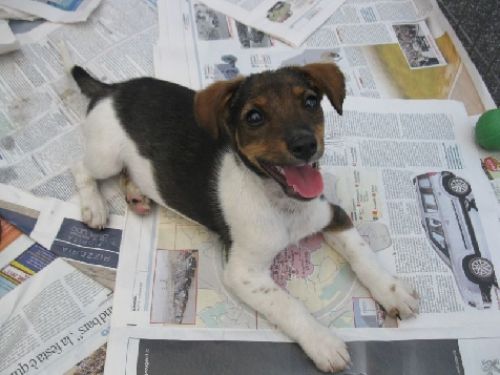 cuccioli_jack_russell_15.5.11_043