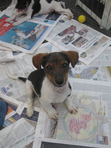 cuccioli_jack_russell_15.5.11_1