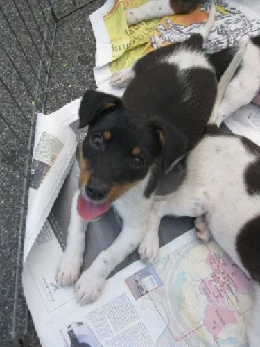 cuccioli_jack_russell_15.5.11_3149