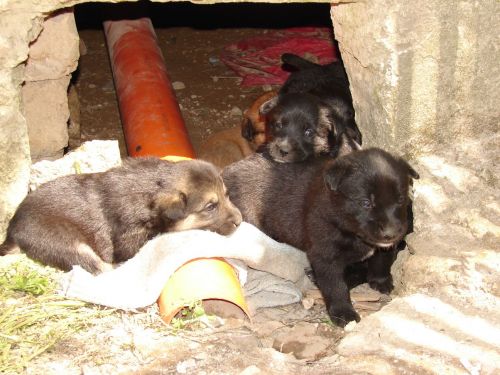 cuccioli_napoli