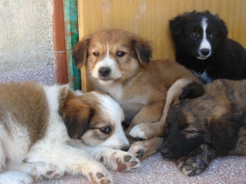 cuccioli_trapani