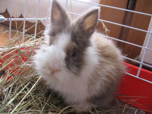 cucciolo_angora