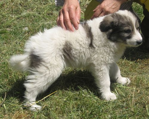 cucciolo_cerveteri