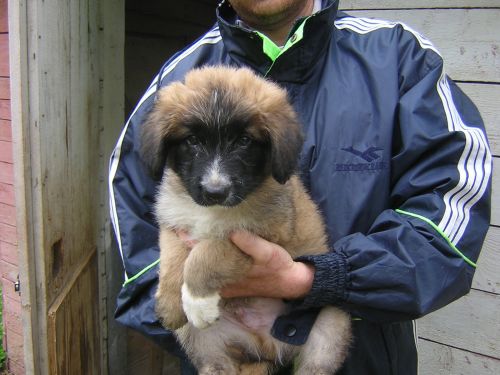 cucciolo_montespaccato