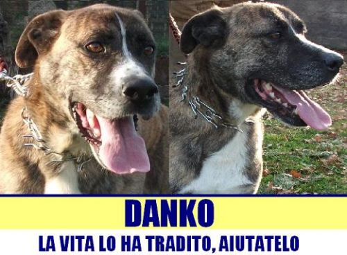 danko_sos