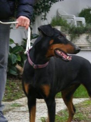 dobermann_ardea