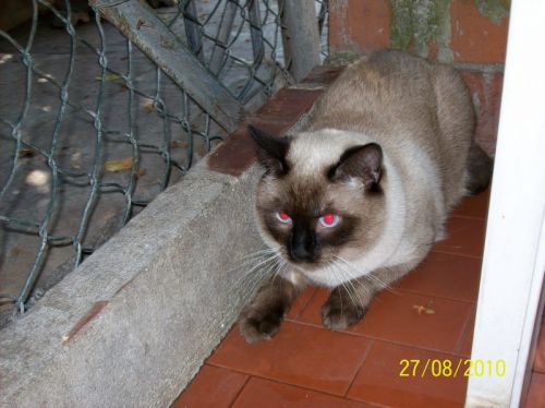 gatto_siamese_1