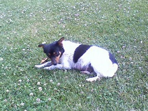 mammacuccioli_vt_copy