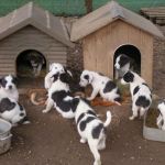 10-cuccioli-pet-village_3