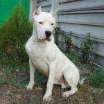 2270-08_dogo-argentino_1