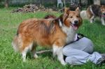 LASSIE1