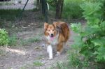 LASSIE2