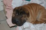 Leo_sharpei1