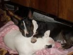 bull_terrier2